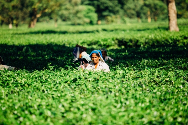 Accel backs Produze to help agri-producers in India export globally – TechCrunch